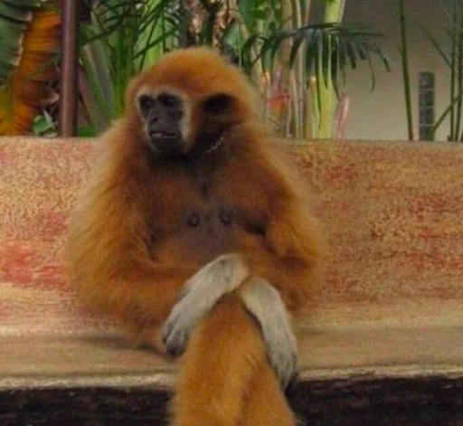 Эмодзи monkeys