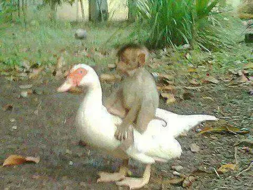 Эмодзи monkeys