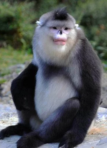Эмодзи monkeys