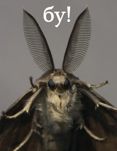 Эмодзи moooooths