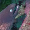 Эмодзи M-m-morays | Мурены