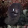 Эмодзи M-m-morays | Мурены