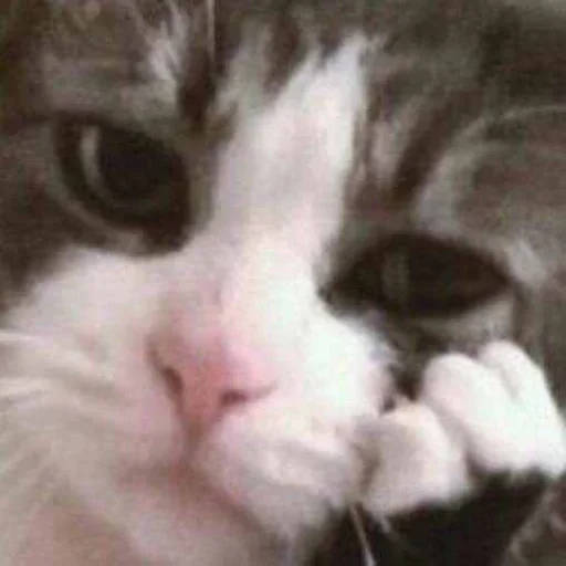 Эмодзи morrrrre