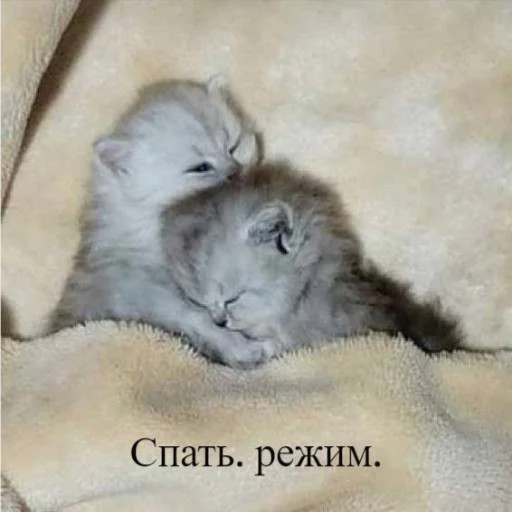 Эмодзи cats.mos?