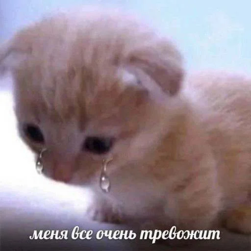 Эмодзи cats.mos?