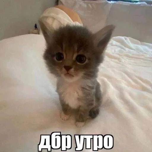 Эмодзи cats.mos?