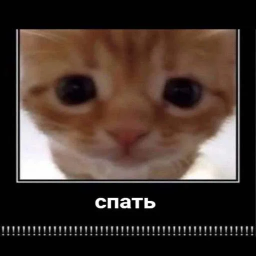 Эмодзи cats.mos?