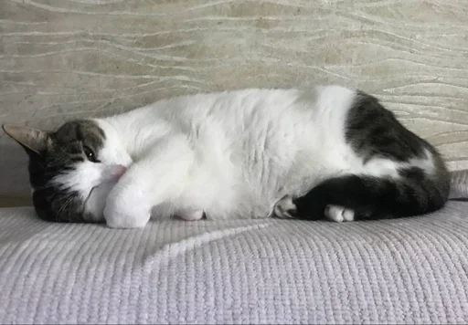 Эмодзи мотя