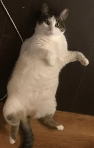 Эмодзи мотя