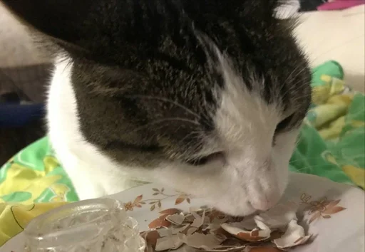 Эмодзи мотя