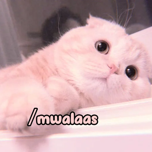 Эмодзи Котики