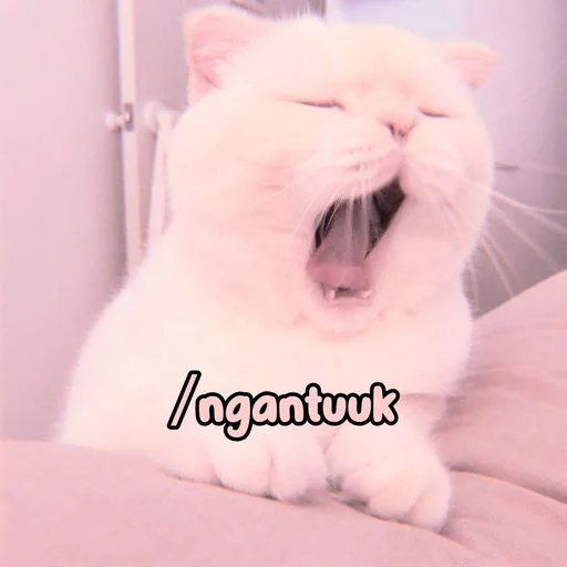 Эмодзи Котики