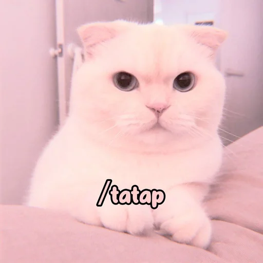 Эмодзи Котики