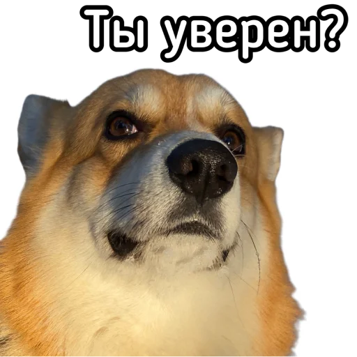 Эмодзи Маффин корги