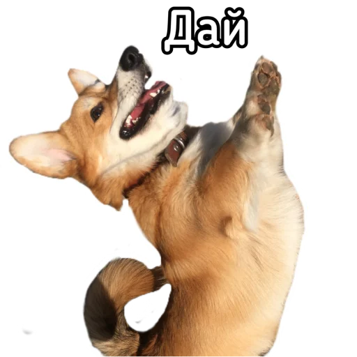 Эмодзи Маффин корги
