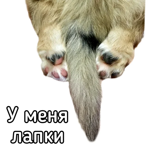 Эмодзи Маффин корги