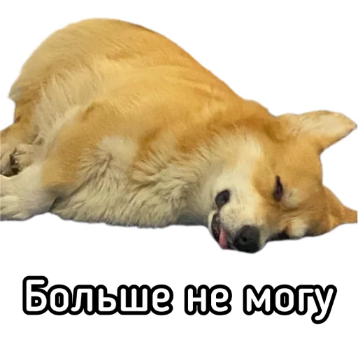 Эмодзи Маффин корги