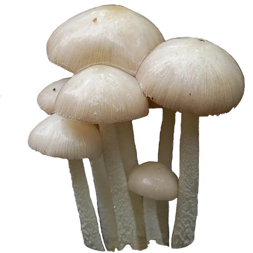 Эмодзи mushrooms