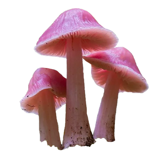 Эмодзи mushrooms