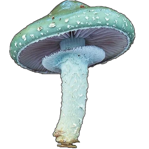 Эмодзи mushrooms