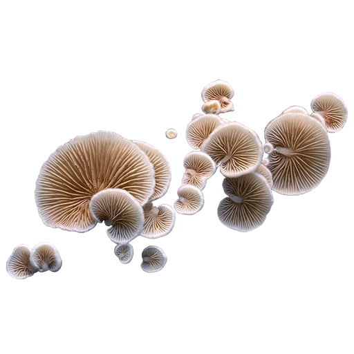 Эмодзи mushrooms