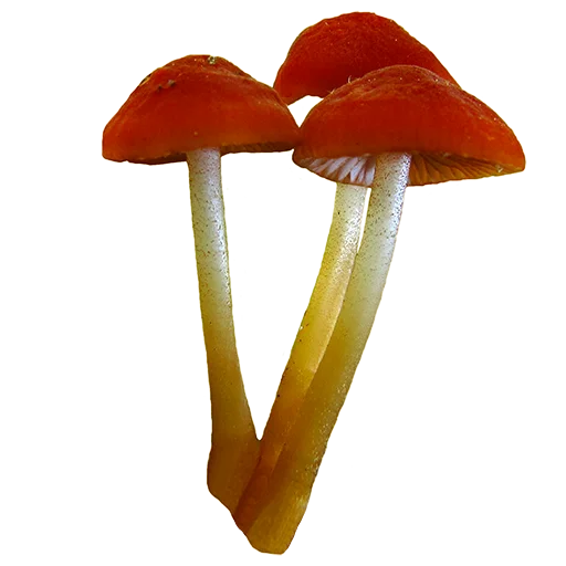 Эмодзи mushrooms