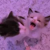 Эмодзи Cats | Котики