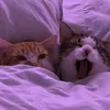 Эмодзи Cats | Котики