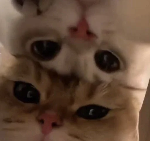 Эмодзи my kittes