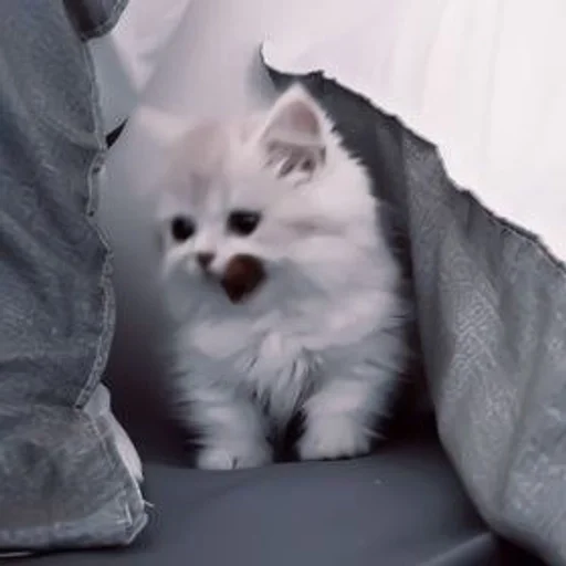 Эмодзи my kittes