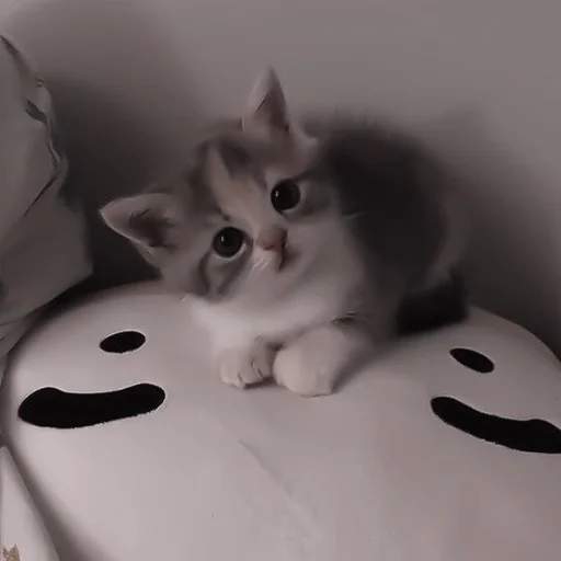 Эмодзи my kittes