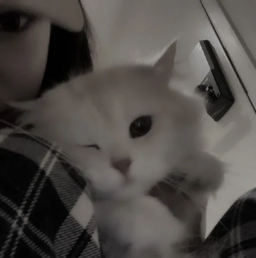 Эмодзи my kittes