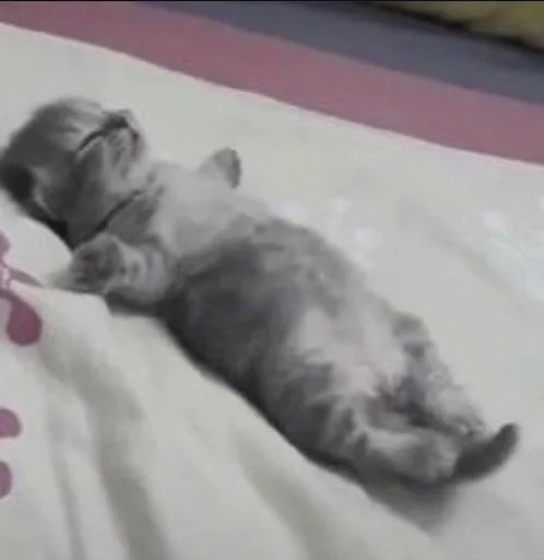 Эмодзи my kittes