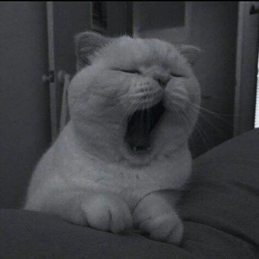 Эмодзи my kittes