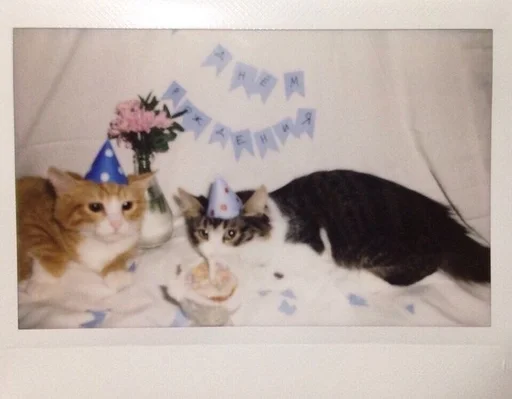 Эмодзи набор котов(?)