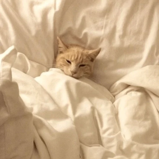 Эмодзи набор котов(?)