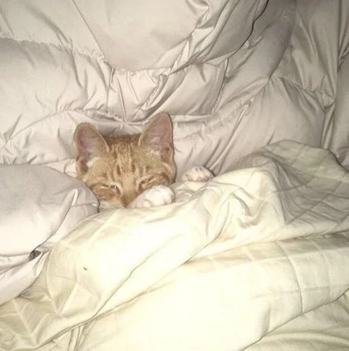 Эмодзи набор котов(?)