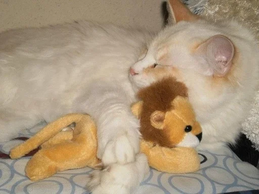 Эмодзи набор котов(?)