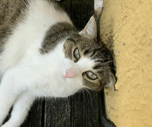 ?