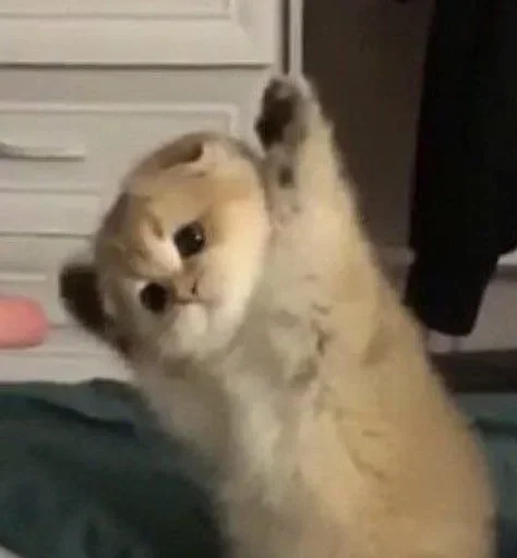 Эмодзи кошаки