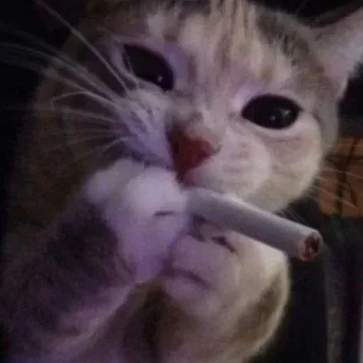 Эмодзи кошаки