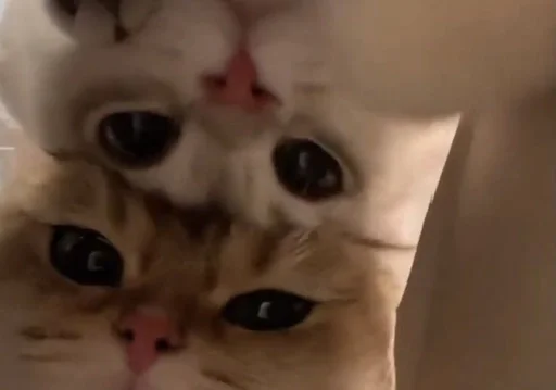 Эмодзи котики
