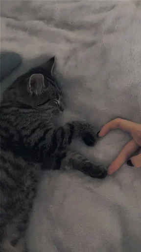 Эмодзи котики