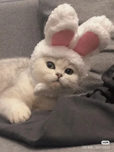 Эмодзи котики