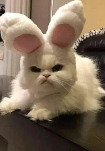 Эмодзи котики