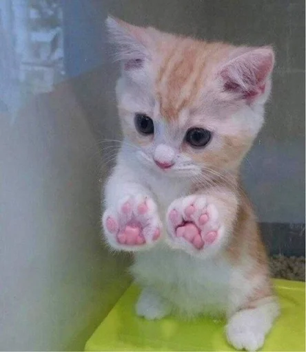 Эмодзи котики