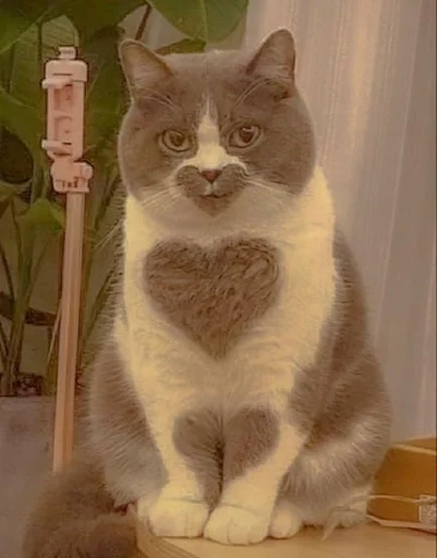 Эмодзи котики