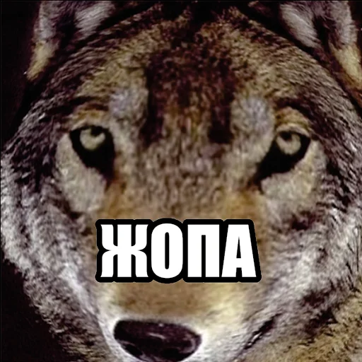 Эмодзи Волчьи мемы