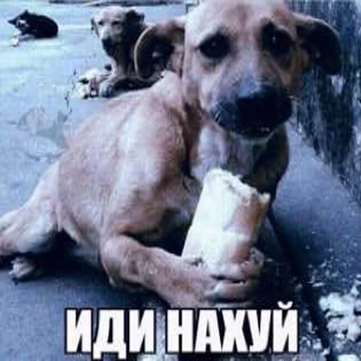 Эмодзи ниа дебич