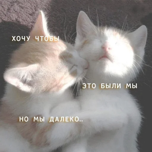 Эмодзи Котики